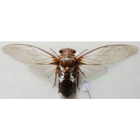 Marotrisia chantranei 127mm Thailand45f